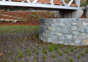 Fisherman’s Wharf Park Daylighting and Rain Garden