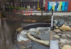 Guichon Creek Marks Another Milestone in Salmon Restoration